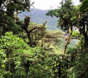 Bosque Nuboso del Parque Nacional Calilegua, en Jujuy.