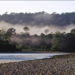 Crecimiento de cultivos de coca afecta zonas de amortiguamiento de Parques Nacionales