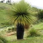 Buscan nombrar a Bosque de Puya Raimondi Titankayoc como área de conservación