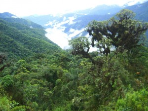 Bosques del VRAE son talados para sembrar hoja de coca ilegal. Foto: Archivo.