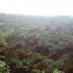 Buscan mitigar tala de especies forestales en Parque Nacional Cerros de Amotape