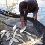 Se incrementa la actividad de los piscicultores en la región Madre de Dios