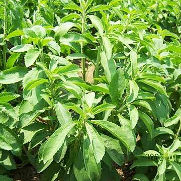 Instalan en Aucayacu moderno horno secador de Stevia