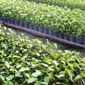 reforestacion-plantones-de-bolaina Comunidades rurales del Alto Huallaga preocupadas por la grave deforestación de la zona