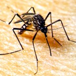 Sector salud intensifica campaña de prevención contra el dengue en Madre de Dios