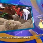 Entregan ganado a comunidades afectadas por la violencia en Huanta (video)