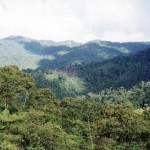 Gobierno conservará 54 millones de hectáreas de bosques para mitigar cambio climático
