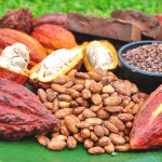 Concurso Nacional del Cacao que se realiza en el VRAE dará a conocer calidad del cacao peruano