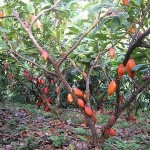 Agricultor del Alto Huallaga comparte con INFOREGIÓN sus exitosas experiencias agrícolas