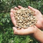 Más de 300 productores y empresarios cafeteros del mundo se reunirán en Tarapoto