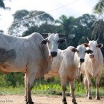 Puerto Maldonado tendrá su feria agropecuaria del 25 al 29 de este mes