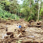 Cultivos ilegales de coca generan daños irreparables en el medio ambiente del VRAE