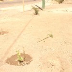 Destruyen plantas ornamentales en ruta Huanta – Maynay