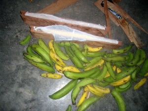 También ocultan droga en cajones con frutas.