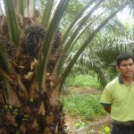 Palmicultores de Loreto intercambiaron experiencias exitosas con agricultores de Ucayali