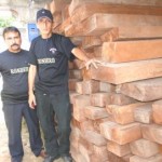Ronderos incautan tres mil pies de madera cedro taladas en San Martin