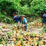 Lanzan feria para promocionar piña del VRAE en Ayacucho