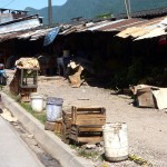 Tráfico de animales silvestres no para en Tingo María