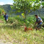 Comuneros de José Crespo y Castillo reforestan ocho kilómetros de carretera