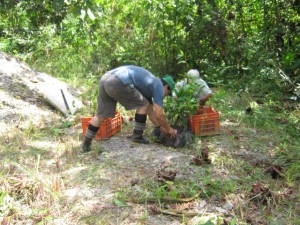 reforestacion-comunal-en-aucayacu3 Agricultores han comprendido la necesidad de proteger y conservar el medio ambiente