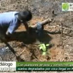 Reforestan suelos degradados por coca ilegal en Kimbiri (video)