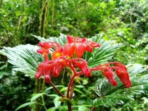 riqueza-de-plabntas-y-flores-exoticas-que-albergan-bosuqes-de-cielo-punku Bosques vírgenes del VRAE guardan una exquisita variedad de plantas