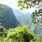 Demandan proteger flora y fauna silvestre en el VRAE para atraer turistas que visitan Machupicchu