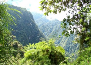 riqueza-forestal-y-de-fauna-silvestre Piden proteger los bosques del VRAE de inescrupulosos madereros y cocaleros