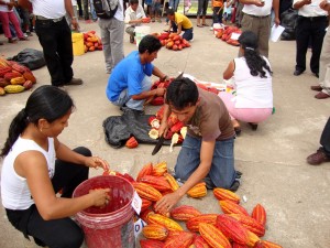cacaco-principal-producto-de-exportacion-2 La partida cacao en grano, entero o partido es la principal de la oferta exportable No Tradicional de Huánuco