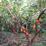 cacao_organico_02