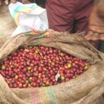 Alistan festival del café en Hermilio Valdizán, en provincia de Leoncio Prado