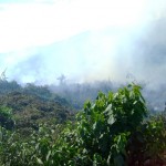 Avanza peligrosamente depredación de bosques e incremento de cultivos de coca en el VRAE