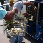 Autoridades de Tingo María intervienen mercado de venta ilegal de animales silvestres