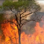 Inescrupulosos prenden fuego a arbustos y generan incendios forestales en Aucayacu