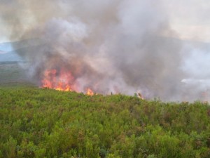incendio-forestal-3 No hay quien pare los incendios forestales