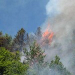 Inescrupulosos prenden fuego a arbustos y generan incendios forestales en Aucayacu
