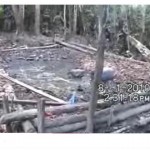 Presentan laboratorio de PBC encontrado en 1er día de erradicación de coca en Aguaytía (video)