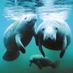 Utilizaban como mascotas a especies en peligro de extinción