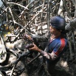 Extractores tradicionales se incorporan como guardaparques de manglares de Tumbes