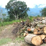 Taladores ilegales arrasan bosques en cabeceras de las cuencas de San Francisco