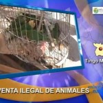 Autoridades de Tingo María intervinieron mercado de venta ilegal de animales silvestres (video)