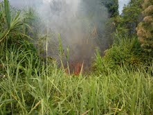 incendio-dorestal-2 ay que erradicar la costumbre de la quema de pastizales para la agricultura