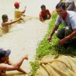 Se consolida crianza de peces amazónicos en el VRAE