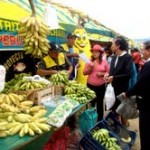 Realizarán Primer Festival de Plátano Orgánico y sus derivados en Pichari – VRAE
