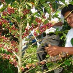 El secreto del café de calidad es apoyar el trabajo de la post cosecha