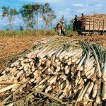 Productores peruanos de caña de azúcar participaran en Congreso Internacional