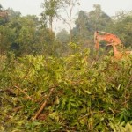 Conservación de la biodiversidad forestal ha mejorado en la presente década