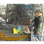 Destruyen dos laboratorios ilegales de droga al sur de Tingo María (video)