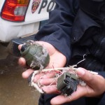 Hallan granada de guerra detrás de comisaría de Carmen Alto