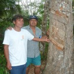 Se reactiva producción del jebe natural en el interior de la región Madre de Dios